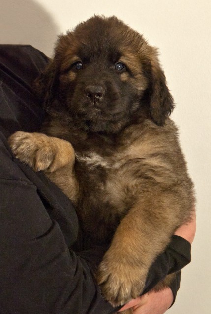 are carrots good for a leonberger